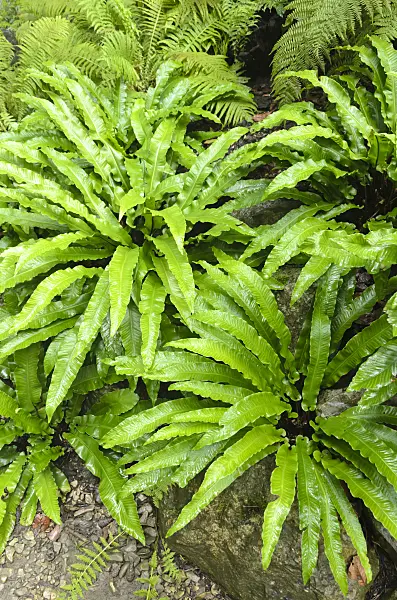 534370 - Hart's tongue fern (Asplenium scolopendrium syn. Phyllitis scolopendrium)
