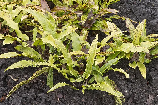 565035 - Hart's tongue fern (Asplenium scolopendrium syn. Phyllitis scolopendrium)