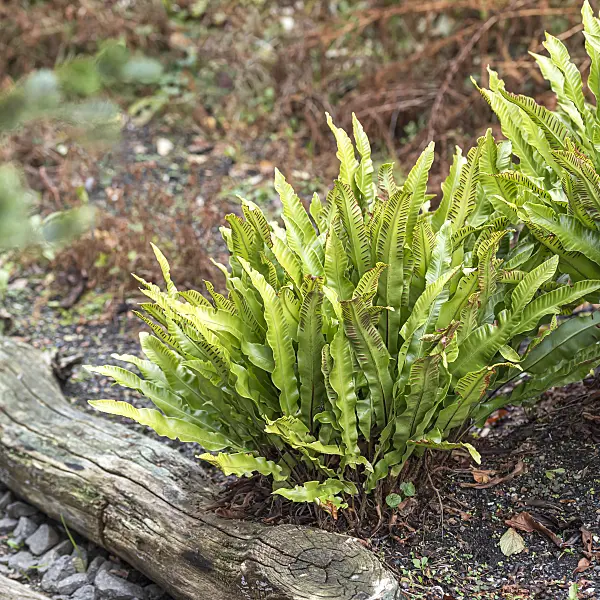 651086 - Hart's tongue fern (Asplenium scolopendrium syn. Phyllitis scolopendrium)