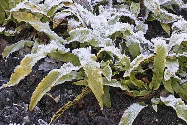 565041 - Hart's tongue fern (Asplenium scolopendrium syn. Phyllitis scolopendrium) with hoar frost