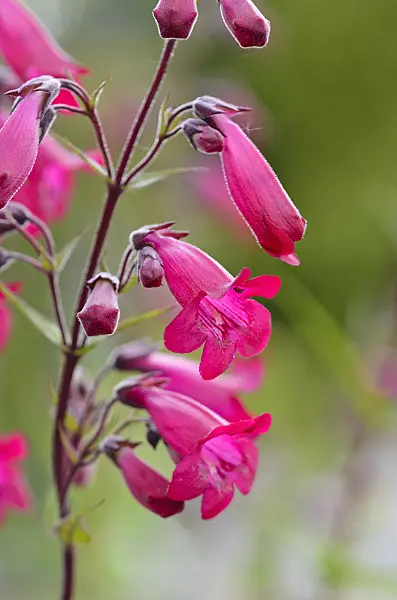 521505 - Hartweg's beard tongue (Penstemon hartwegii 'Andenken an F. Hahn')