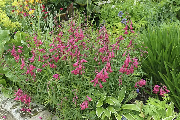 547213 - Hartweg's beard tongue (Penstemon hartwegii 'Andenken an F. Hahn')