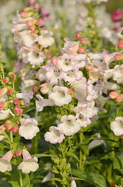 523223 - Hartweg's beard tongue (Penstemon hartwegii 'Apple Blossom')