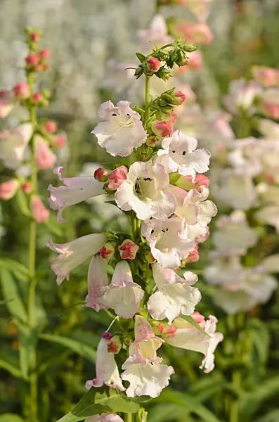 523224 - Hartweg's beard tongue (Penstemon hartwegii 'Apple Blossom')