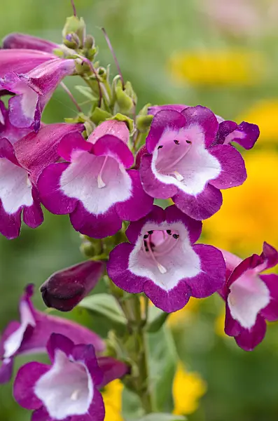 523024 - Hartweg's beard tongue (Penstemon hartwegii 'Phoenix Lavender')