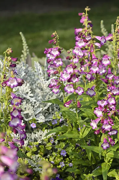 523216 - Hartweg's beard tongue (Penstemon hartwegii 'Phoenix Lavender')