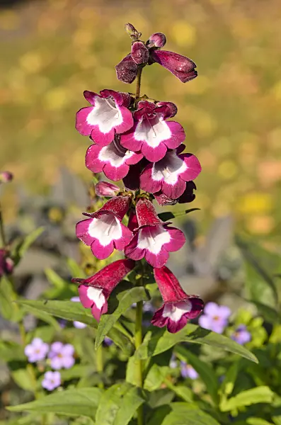 525150 - Hartweg's beard tongue (Penstemon hartwegii 'Phoenix Violet')