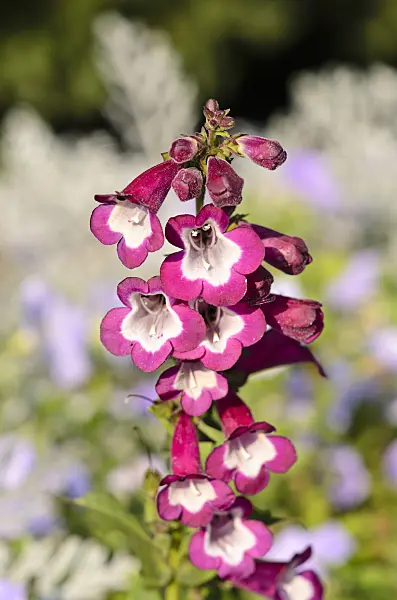 525151 - Hartweg's beard tongue (Penstemon hartwegii 'Phoenix Violet')