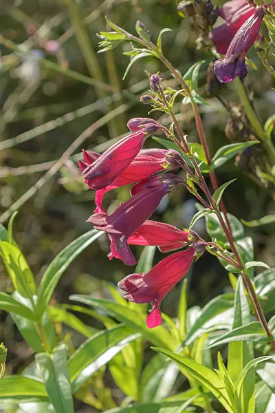 575175 - Hartweg's beard tongue (Penstemon hartwegii 'Rich Ruby')