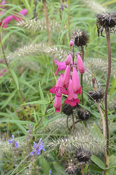 575176 - Hartweg's beard tongue (Penstemon hartwegii 'Schoenholzeri')