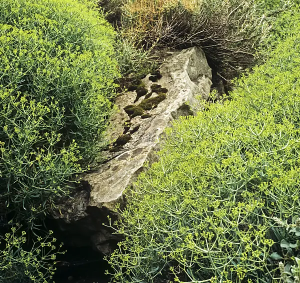 236003 - Hasenohr (Bupleurum spinosum)