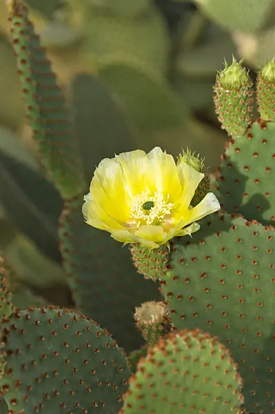 512032 - Hasenohrkaktus (Opuntia microdasys)