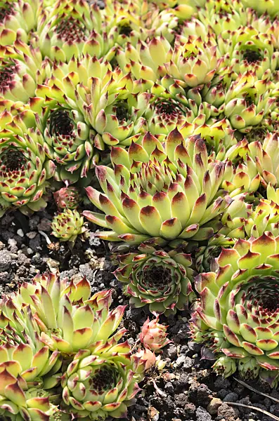521500 - Hauswurz (Sempervivum calcareum)