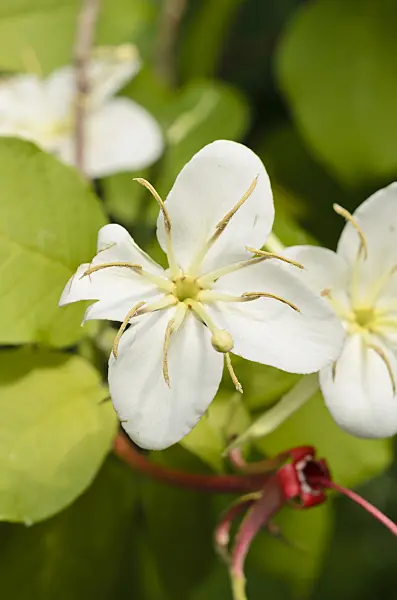 534395 - Hauya elegans