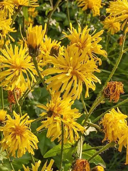 414195 - Hawksbeard (Crepis sibirica)