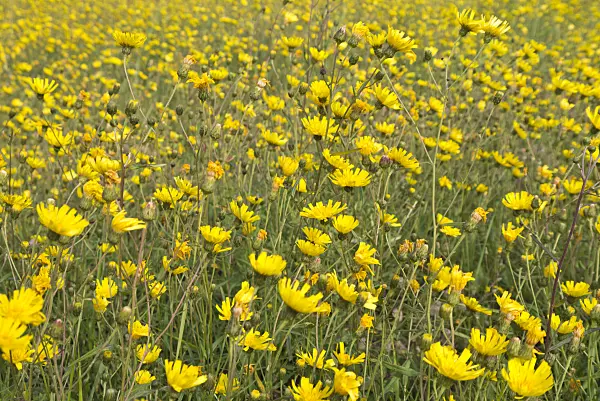 573077 - Hawkweed oxtongue (Picris hieracioides)