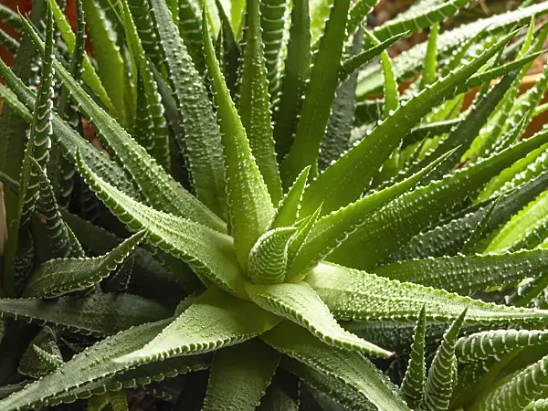 432156 - Haworthia attenuata