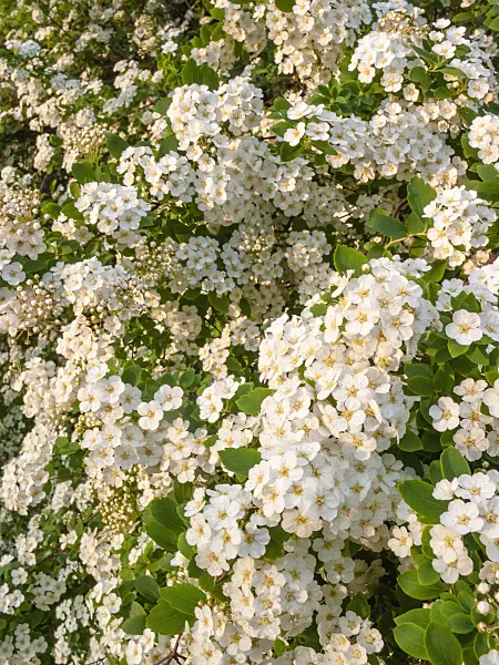 401219 - Hawthorn (Crataegus)