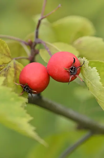 524100 - Hawthorn (Crataegus durobrivensis)