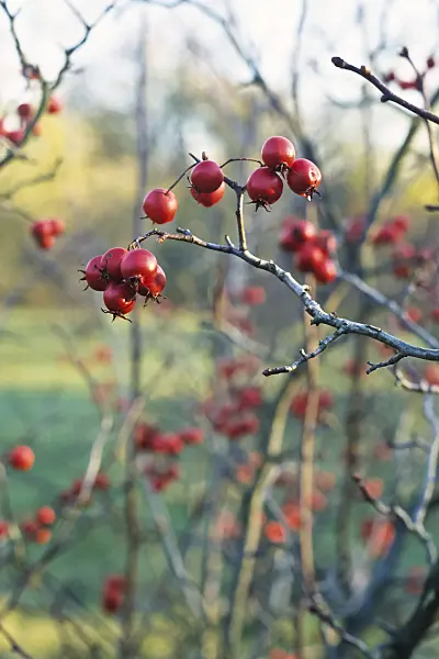 384059 - Hawthorn (Crataegus pennsylvanica)