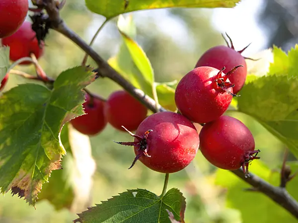 442006 - Hawthorn (Crataegus pennsylvanica)
