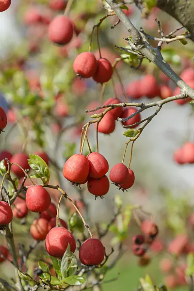 558091 - Hawthorn (Crataegus x grignonensis)