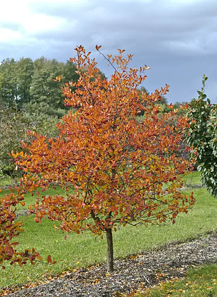 517171 - Hawthorn (Crataegus x prunifolia 'MacLeod' syn. Crataegus x persimilis 'MacLeod')
