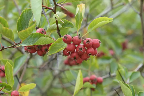 575077 - Hawthorn (Crataegus x prunifolia 'Splendens' syn. Crataegus x persimilis 'Splendens')
