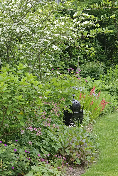 518023 - Hawthorn (Crataegus x prunifolia syn. Crataegus x persimilis) and great masterwort (Astrantia major) with decoration