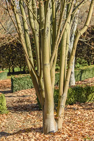 593005 - Hawthorn-leaf maple (Acer crataegifolium 'Veitchii')