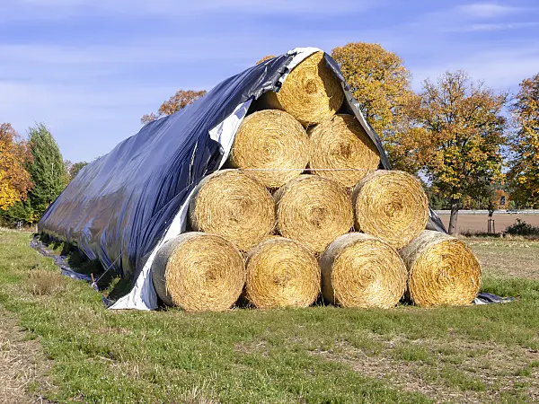 525229 - Hay bales, Brandenburg, Germany