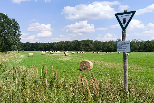 671016 - Hay bales on a mown meadow