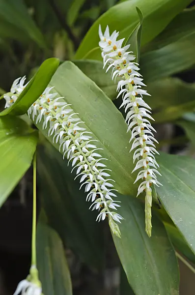 493050 - Hay-scented orchid (Dendrochilum glumaceum)