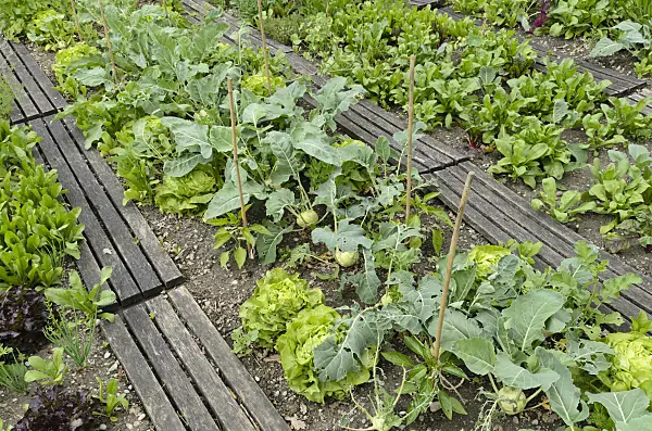 496390 - Head lettuce (Lactuca sativa var. capitata) and kohlrabi (Brassica oleracea var. gongyloides)