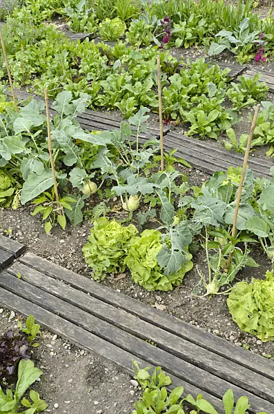 496391 - Head lettuce (Lactuca sativa var. capitata) and kohlrabi (Brassica oleracea var. gongyloides)