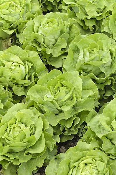 497074 - Head lettuce (Lactuca sativa var. capitata 'Gisela')