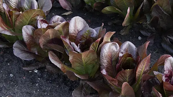 496296 - Head lettuce (Lactuca sativa var. capitata 'Red Cross')