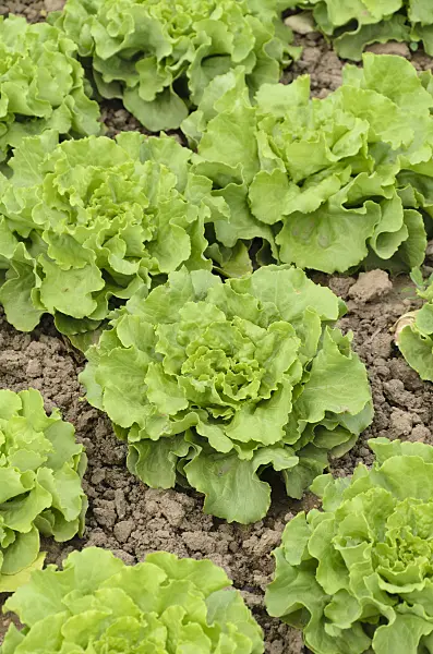497075 - Head lettuce (Lactuca sativa var. capitata 'Torpedo')