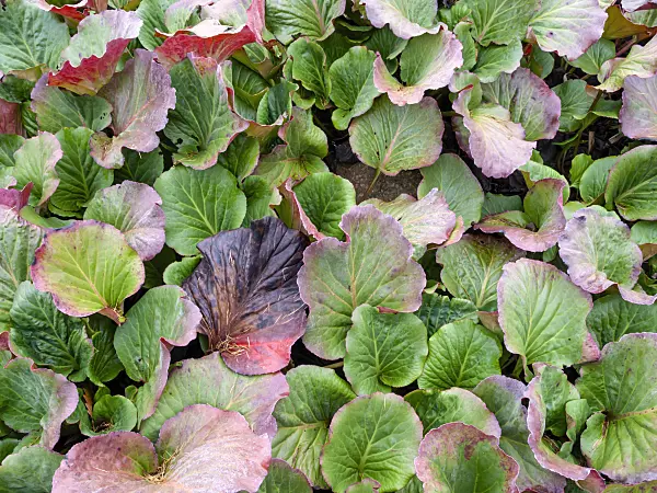 465253 - Heart leaf bergenia (Bergenia cordifolia)