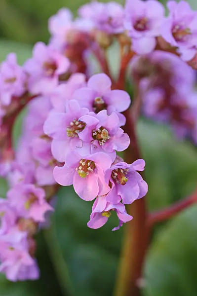 471142 - Heart leaf bergenia (Bergenia cordifolia)