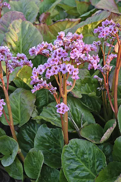 471246 - Heart leaf bergenia (Bergenia cordifolia)
