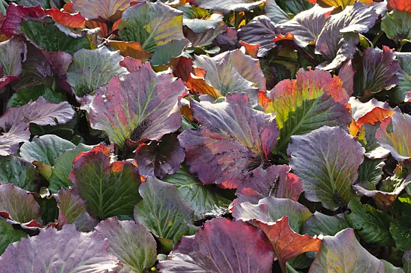 479011 - Heart leaf bergenia (Bergenia cordifolia)