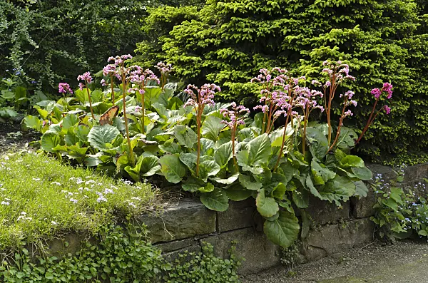 495352 - Heart leaf bergenia (Bergenia cordifolia)