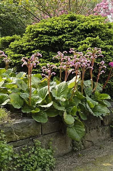 495353 - Heart leaf bergenia (Bergenia cordifolia)