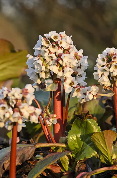 519110 - Heart leaf bergenia (Bergenia cordifolia)