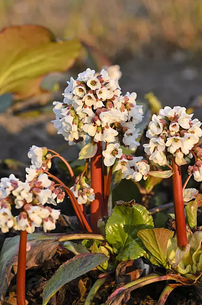 519111 - Heart leaf bergenia (Bergenia cordifolia)