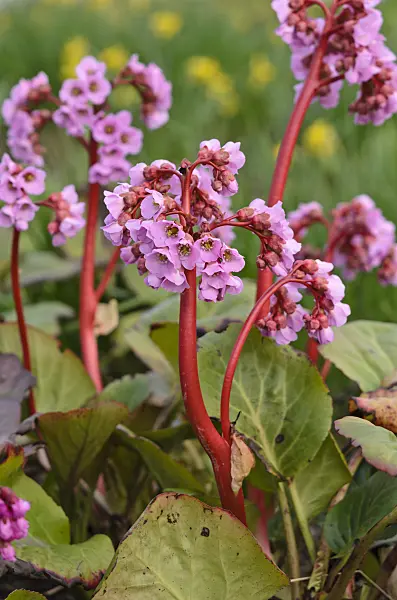 519179 - Heart leaf bergenia (Bergenia cordifolia)