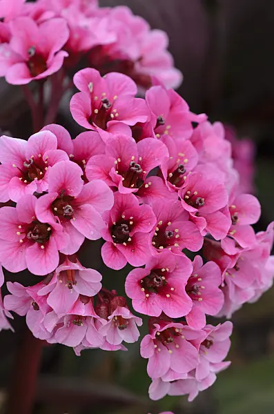 520008 - Heart leaf bergenia (Bergenia cordifolia)