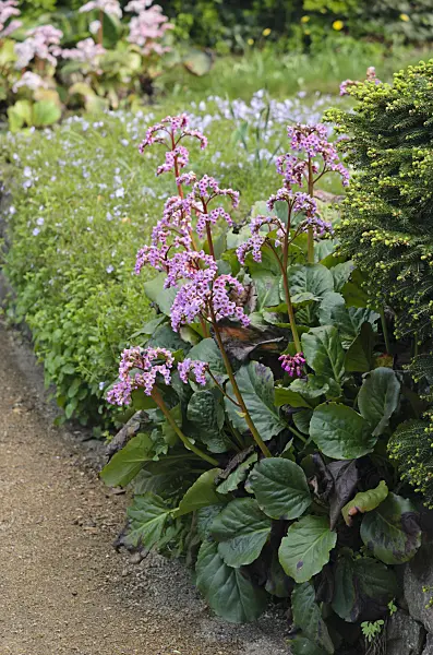 543071 - Heart leaf bergenia (Bergenia cordifolia)
