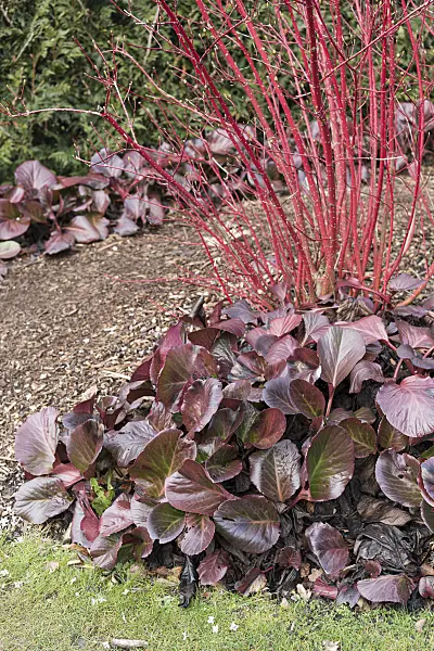 625128 - Heart leaf bergenia (Bergenia cordifolia 'Bressingham Ruby') and Tartarian dogwood (Cornus alba 'Sibirica')